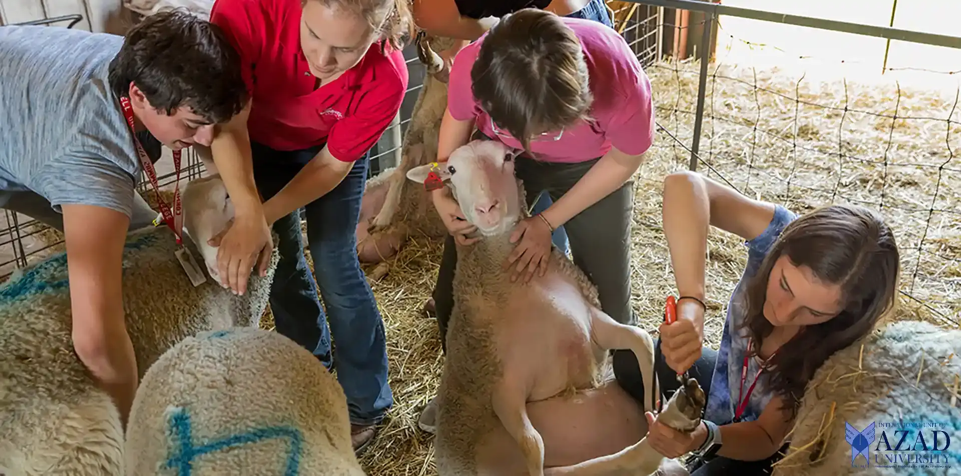 Master Animal Sciences at Azad University Animal Production Course