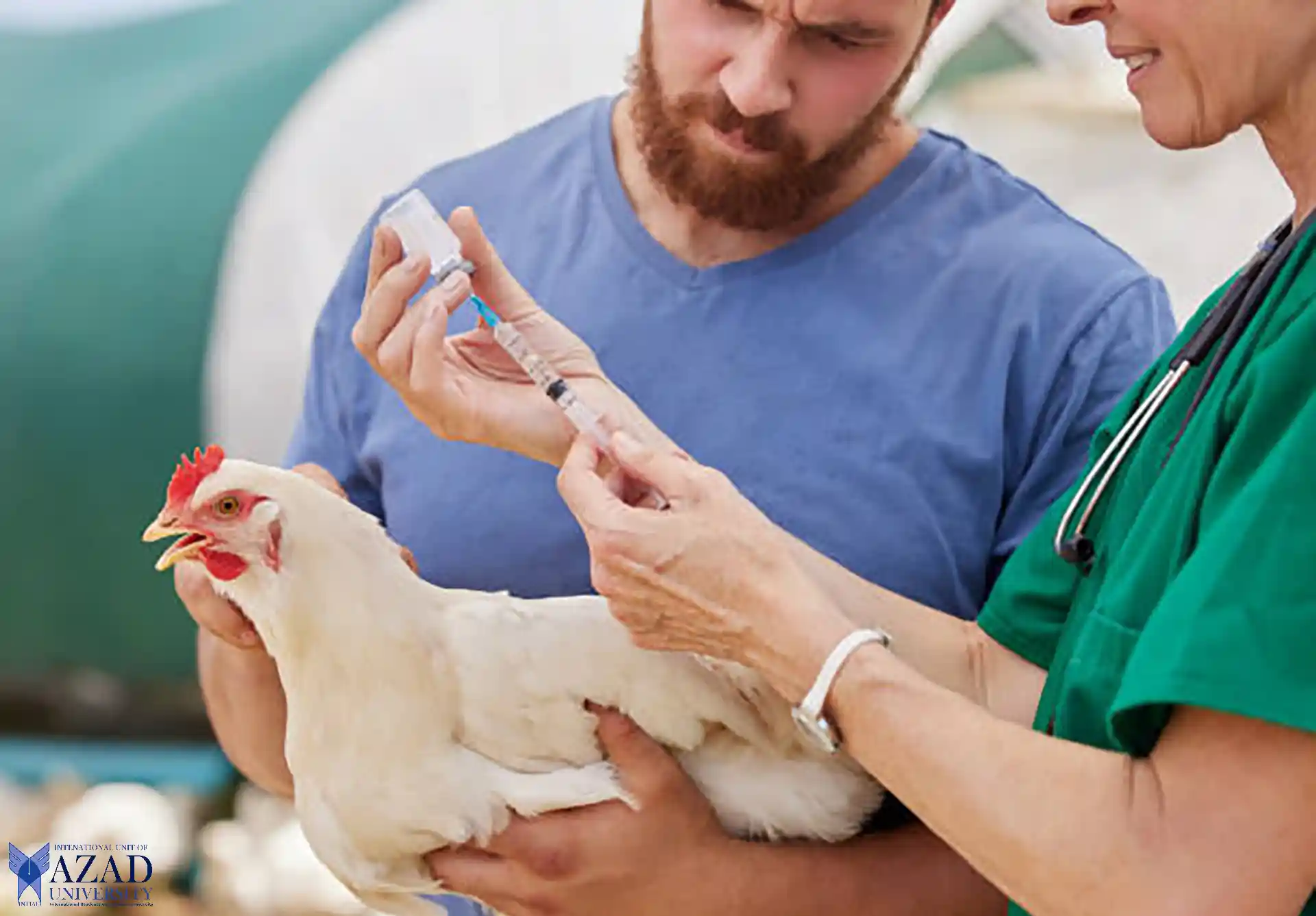 A guide to safeguarding poultry Health 